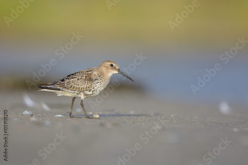 Dunlin