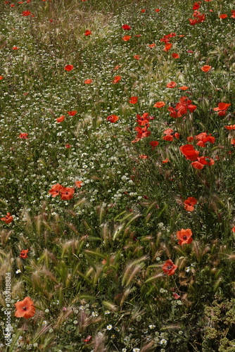 poppies in Pompeii