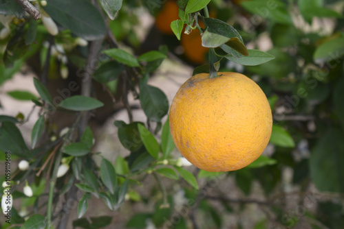 Wallpaper Mural ripe oranges on tree, close-up of a beautiful orange tree with orange, fruit hanging on a tree, Close-up of ripe oranges hanging on a tree in an orange plantation garden, Chakwal, Punjab, Pakistan Torontodigital.ca