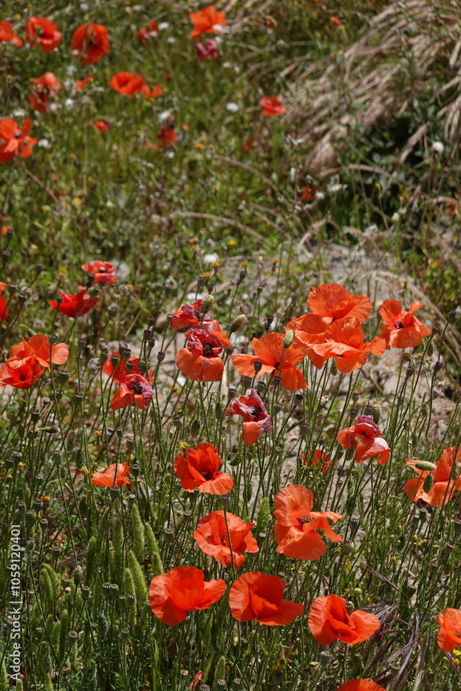 poppies in Pompeii poppies in Pompeii