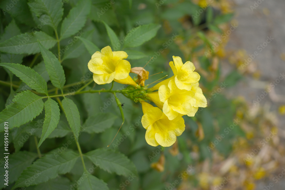 Yellow trumpetbush (Tecoma stans) Called Yellow bell or Yellow Elder Flower, trumpet flower, Beautiful bunch of yellow flowers closeup with green leaves Background, tecoma stans Yellow trumpetbush (Tecoma stans) Called Yellow bell or Yellow Elder Flower, trumpet flower, Beautiful bunch of yellow flowers closeup with green leaves Background, tecoma stans