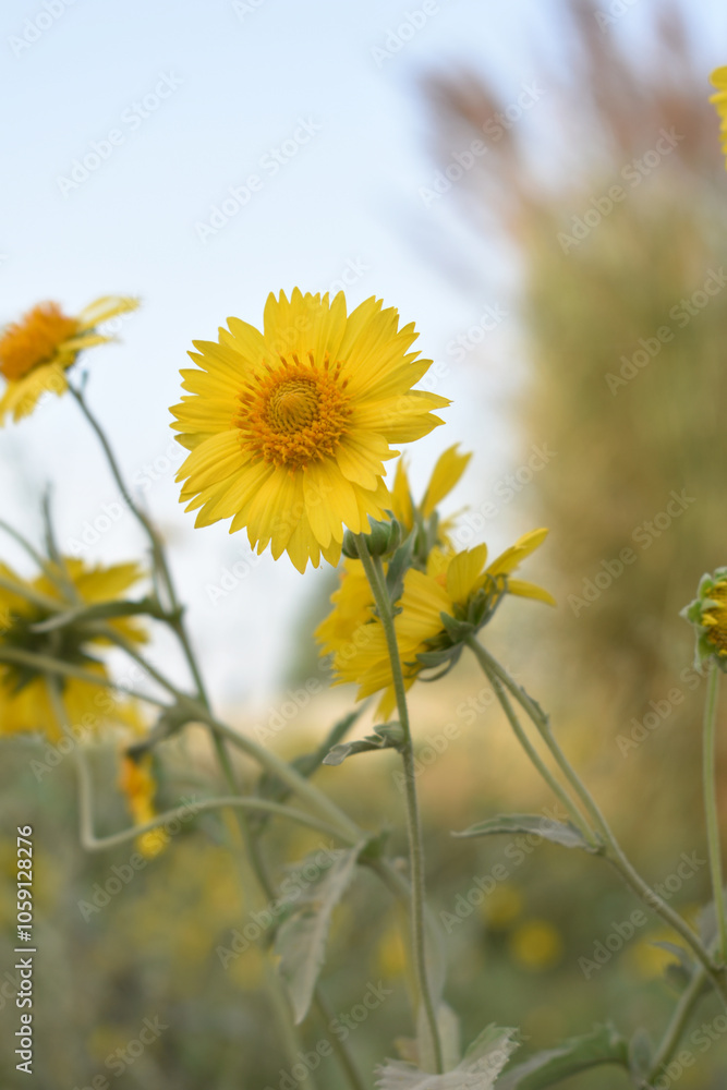 Golden Crownbeard (Also called Golden Crownbeard, Copen Daisy, golden crown beard) in the nature, Golden Crownbeard Flower closeup,Beautiful yellow flower closseup in nature Chakwal, Punjab, Pakistan