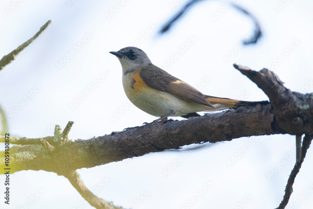Female American Redstart perched on a Branch Female American Redstart perched on a Branch