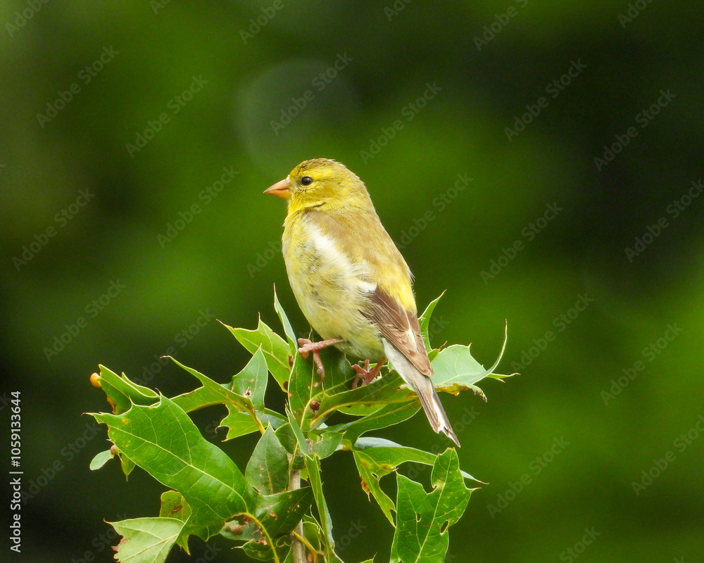 American Goldfinch | Spinus tristis | North American Backyard Bird | Yellow Finch American Goldfinch | Spinus tristis | North American Backyard Bird | Yellow Finch