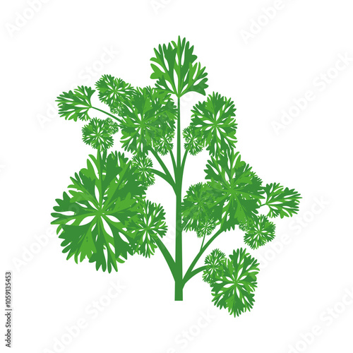 A sprig of curly parsley. Part of my color flat set of the 15 best herbs for cooking. Greens on a white. Herbs for meat, fish, drinks and cocktails. For app, design, web, interface, ad. Vector