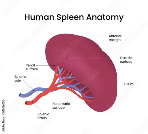 Structure of Human Spleen Anatomy