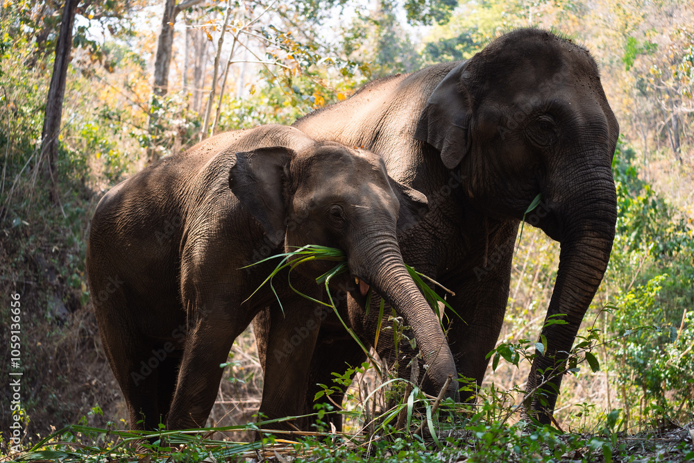Obraz premium Mommy and baby elephants in elephant sanctuary, Chiang Mai, Thailand