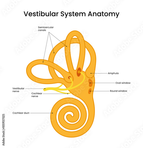 Diagram of Vestibular System Anatomy