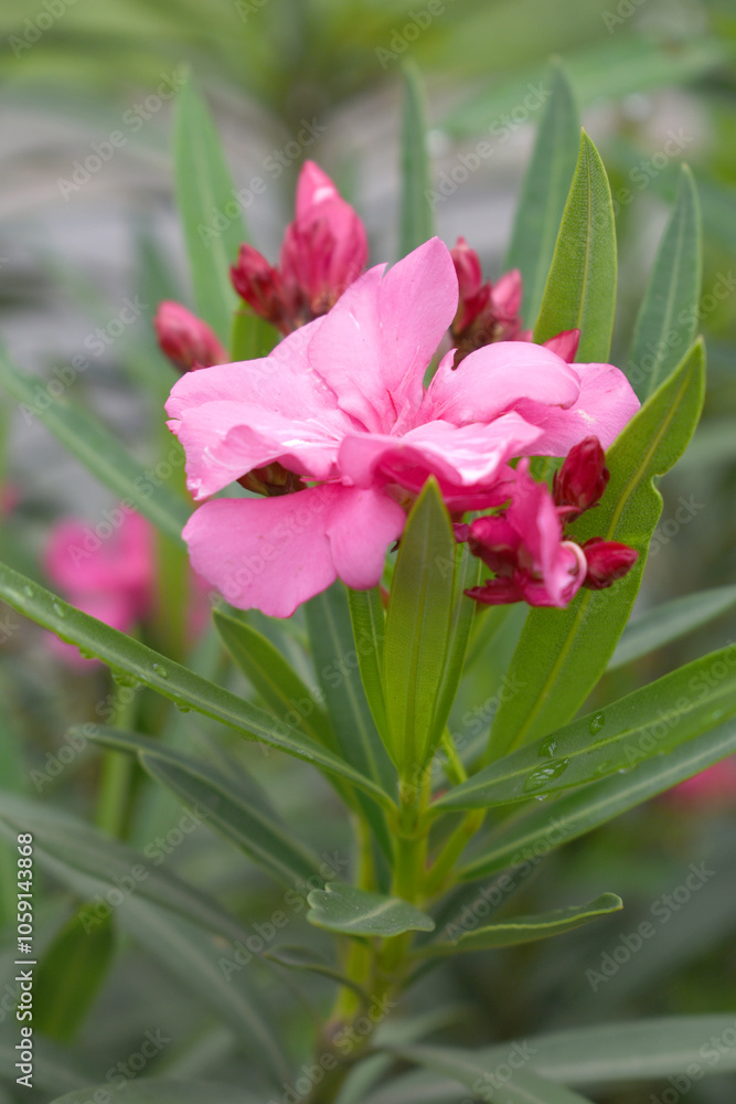Nerium oleander in bloom, Pink siplicity bunch of flowers and green leaves on branches, Nerium Oleander shrub Pink flowers, ornamental shrub branches in daylight, bunch of flowers closeup Nerium oleander in bloom, Pink siplicity bunch of flowers and green leaves on branches, Nerium Oleander shrub Pink flowers, ornamental shrub branches in daylight, bunch of flowers closeup