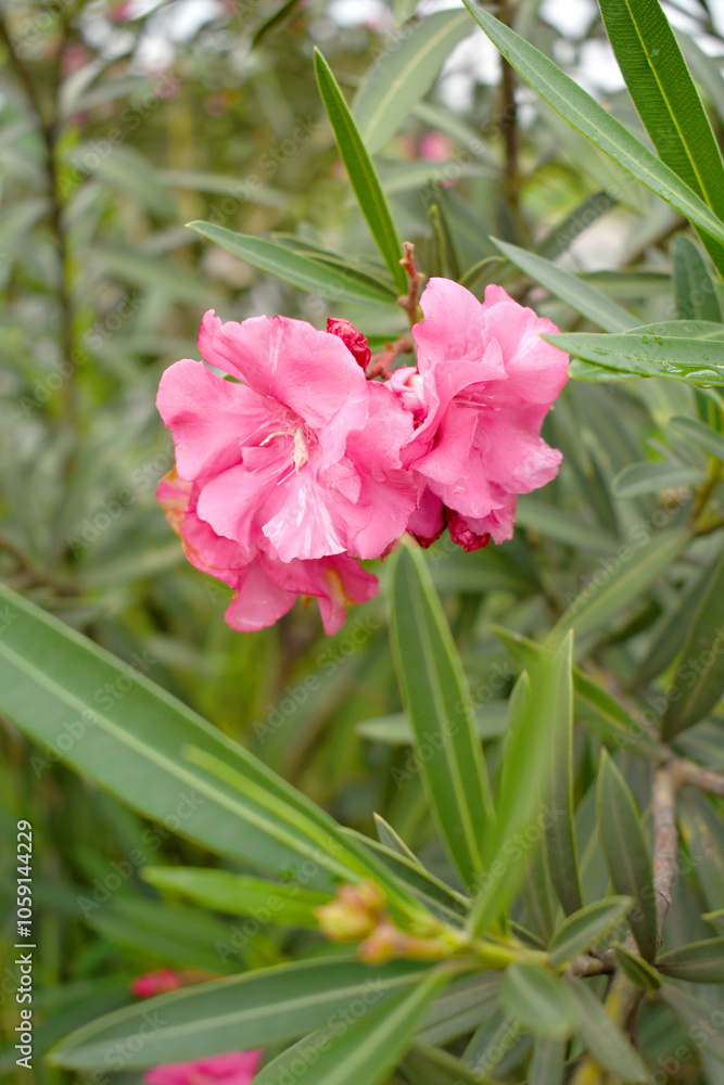 Nerium oleander in bloom, Pink siplicity bunch of flowers and green leaves on branches, Nerium Oleander shrub Pink flowers, ornamental shrub branches in daylight, bunch of flowers closeup Nerium oleander in bloom, Pink siplicity bunch of flowers and green leaves on branches, Nerium Oleander shrub Pink flowers, ornamental shrub branches in daylight, bunch of flowers closeup