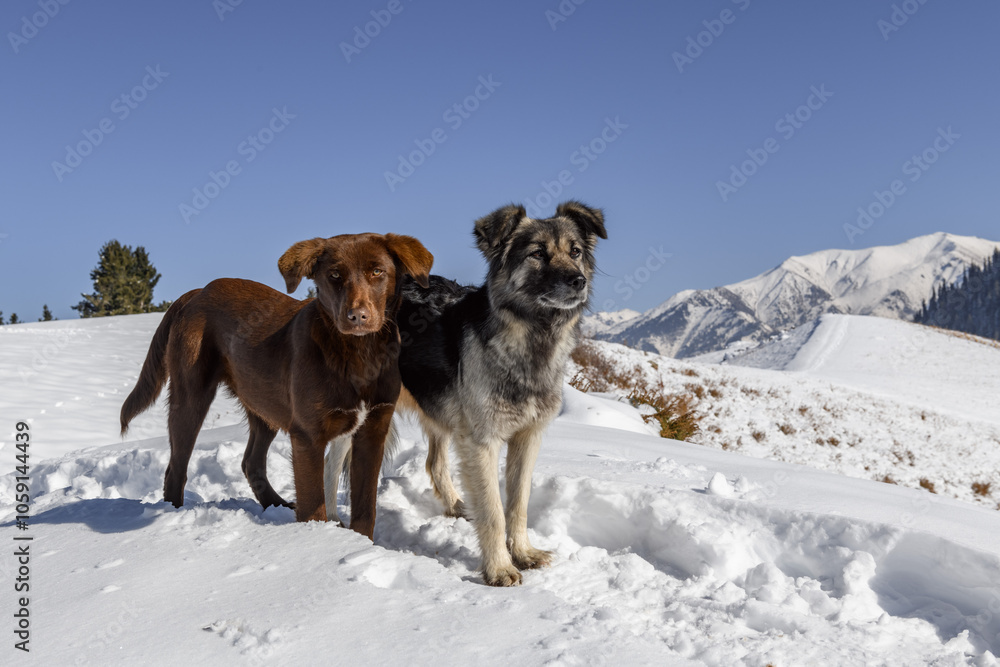 Naklejka premium Two dogs stand in snow, looking at the camera. One is brown with a white chest mark, the other is gray, black, and white with a thick coat. Snowy mountains and a clear blue sky create a calm, wintery 