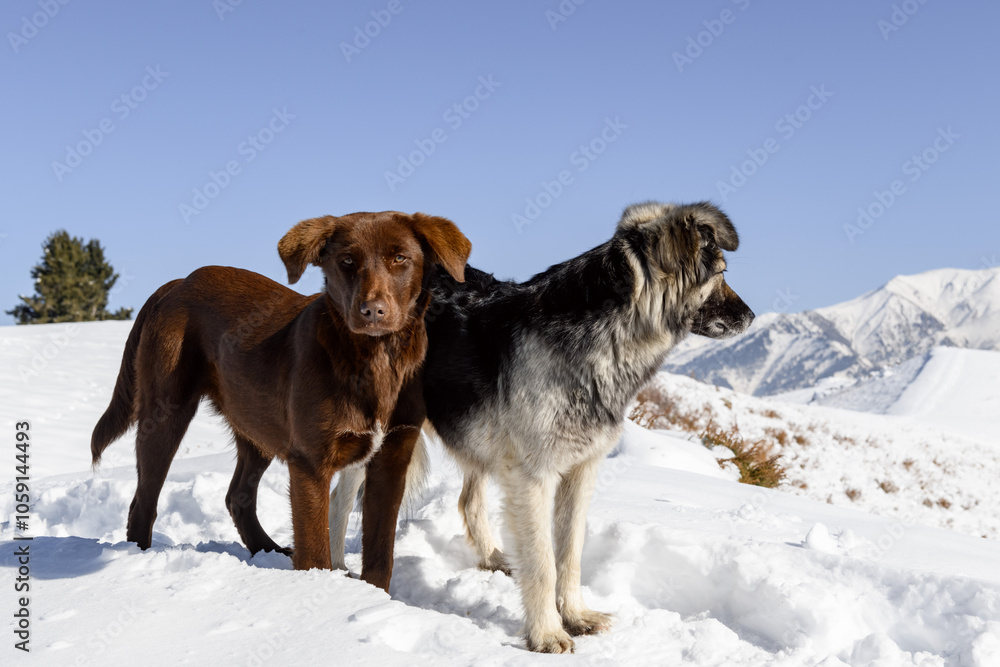 Naklejka premium Two dogs stand in snow, looking at the camera. One is brown with a white chest mark, the other is gray, black, and white with a thick coat. Snowy mountains and a clear blue sky create a calm, wintery