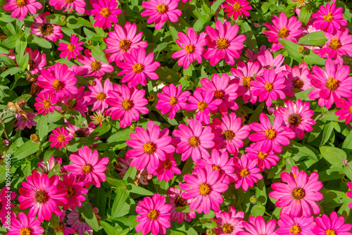 Bright Pink Zinnia Blossoms in Full Bloom