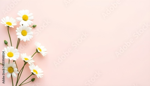 Daisies on a pastel background symbolize simplicity and purity.