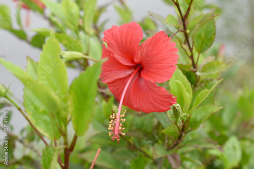 flower of Shoeblackplant plant, red Shoeblackplant flower, shoeblackplant flowers bloom among its dense leaves, Beautiful red flower closeup, Chakwal, Punjab, Pakistan
