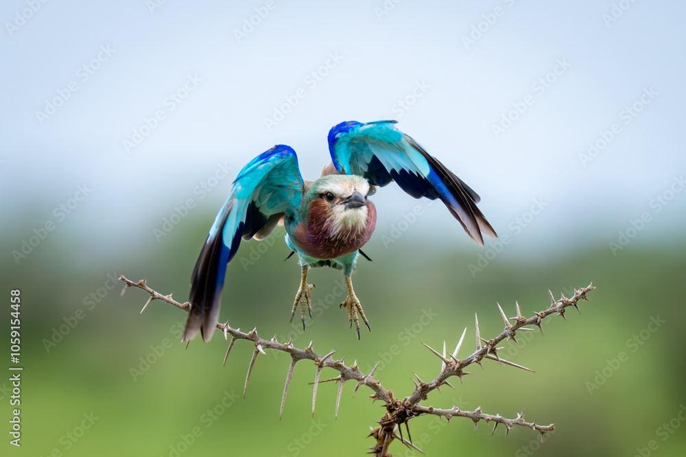 Obraz premium Lilac-breasted roller takes off from whistling thorns