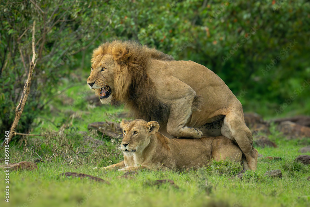 Lion steps off after mating with lioness Lion steps off after mating with lioness