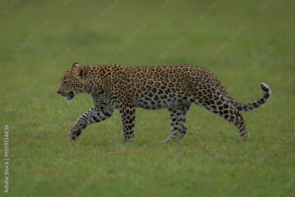 Fototapeta premium Leopard cub walks across savannah lifting paw