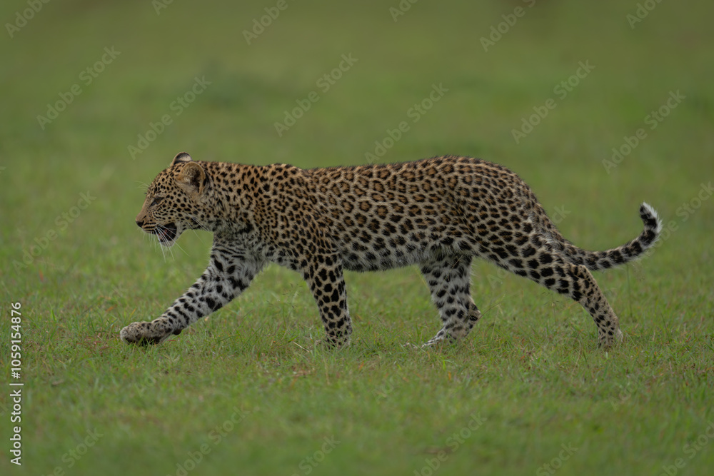 Fototapeta premium Leopard cub walks across grassland raising paw