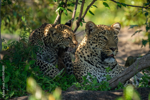 Leopard cub walks by mother in bushes photo