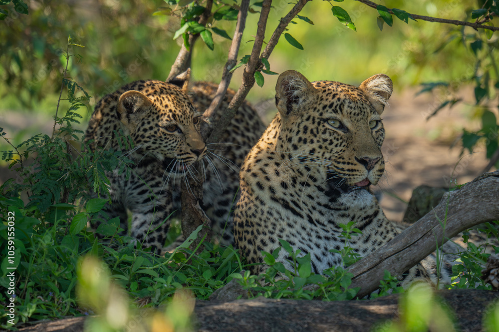 Obraz premium Leopard cub stands by mother in bushes