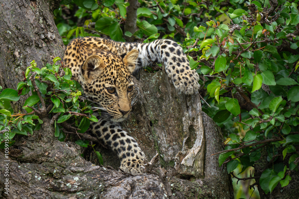 Leopard cub staring down from leafy tree Leopard cub staring down from leafy tree