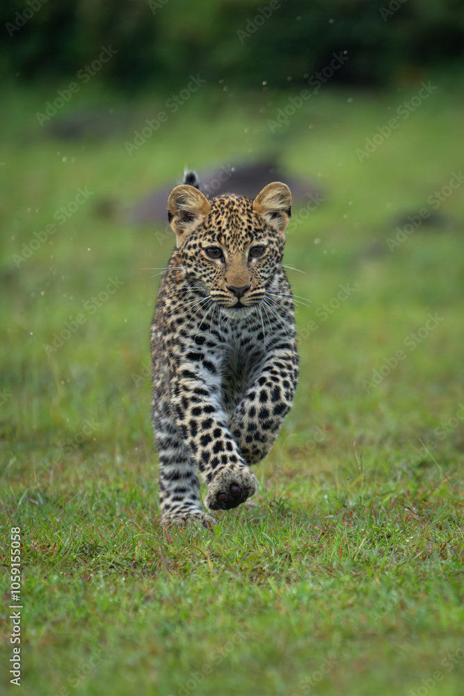 Obraz premium Leopard cub splashes toward camera across grass