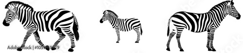 Modern silhouette illustration featuring a zebra on a white background photo