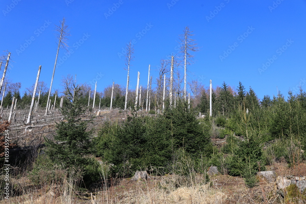 Vom Borkenkäfer geschädigter Wald am Latenberg im Arnsberger Wald Vom Borkenkäfer geschädigter Wald am Latenberg im Arnsberger Wald