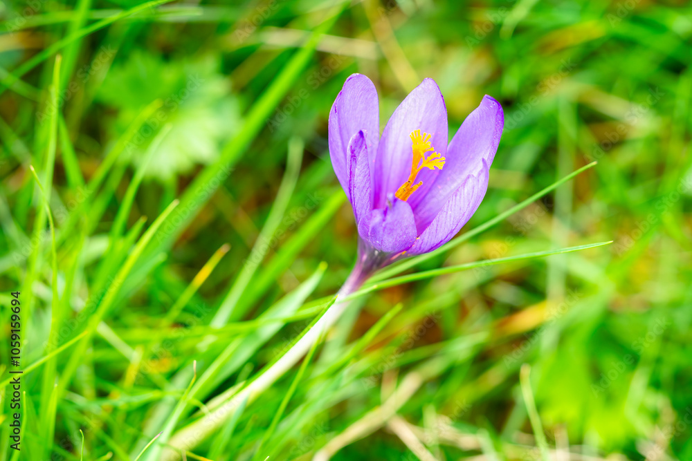 Fototapeta premium Close-up of a purple crocus serotinus flower (Crocus serotinus Salisb) with yellow stamens surrounded by green grass