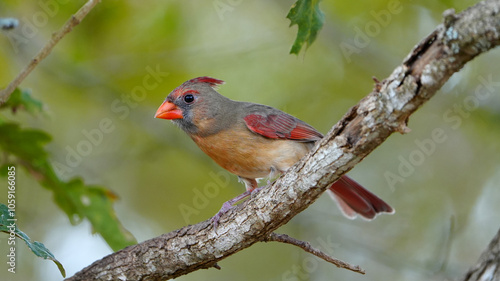 Brightly colored female Northern Cardinal sitting in an oak tree