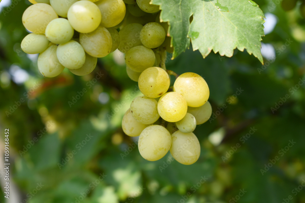 Close up of grapes hanging on Vine, Hanging grapes. Grape farming. Grapes farm. Tasty green grape bunches hanging on branch. Grapes With Selective Focus on the subject, Chakwal, Punjab, Pakistan Close up of grapes hanging on Vine, Hanging grapes. Grape farming. Grapes farm. Tasty green grape bunches hanging on branch. Grapes With Selective Focus on the subject, Chakwal, Punjab, Pakistan