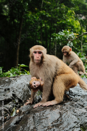 Mama monkey with her baby monkey in her arms