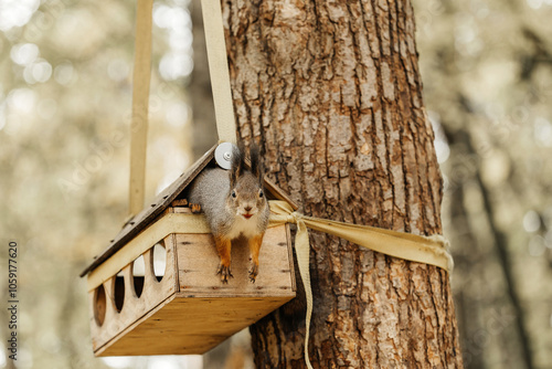 A squirrel climbs out of a tree feeder photo