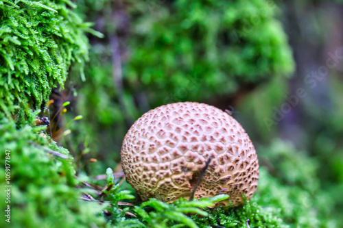 Closeup of mushroom in the green forest photo