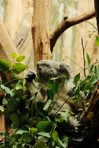 A cute koala on the tree 