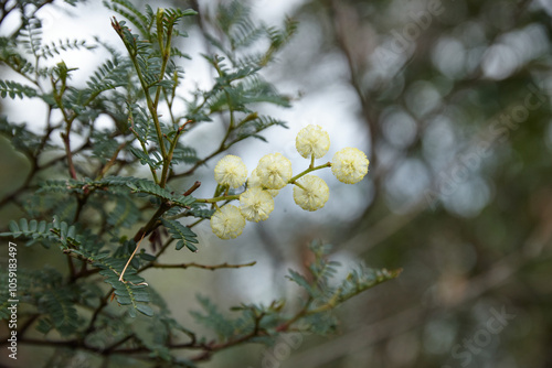 Sunshine wattle flowers on branch photo