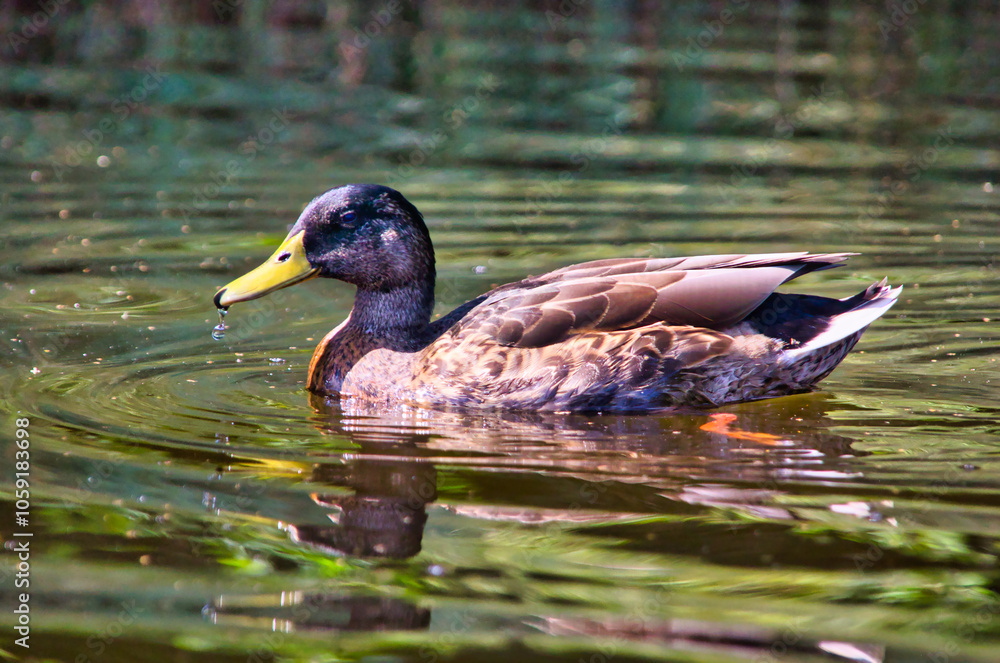 Obraz premium Profile of brown duck with nice yellow beak, swimming on the water of the pond