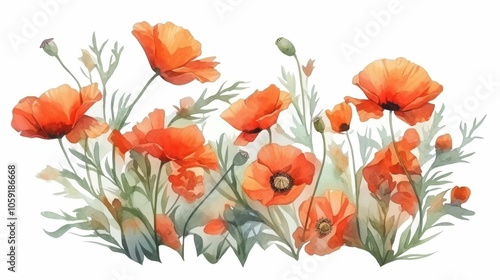 Watercolor bouquet of red poppies with detailed green leaves, minimalistic isolated illustration on white background for postcards, banners