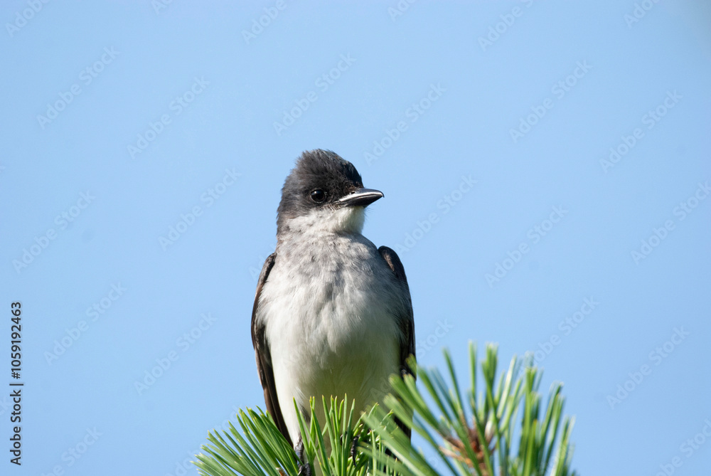 Flycatcher Eastern Kingbird Scanning from a tree perch Flycatcher Eastern Kingbird Scanning from a tree perch