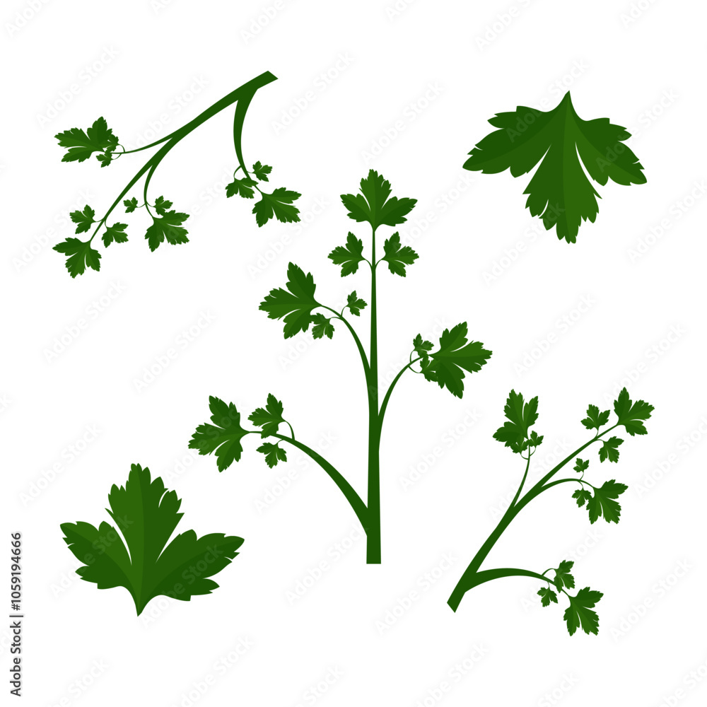 A sprigs of common parsley. Part of my color flat set of the 15 best herbs for cooking. Greens on a white. Herbs for meat, fish, drinks and cocktails. For app, design, web, interface, ad. Vector EPS A sprigs of common parsley. Part of my color flat set of the 15 best herbs for cooking. Greens on a white. Herbs for meat, fish, drinks and cocktails. For app, design, web, interface, ad. Vector EPS