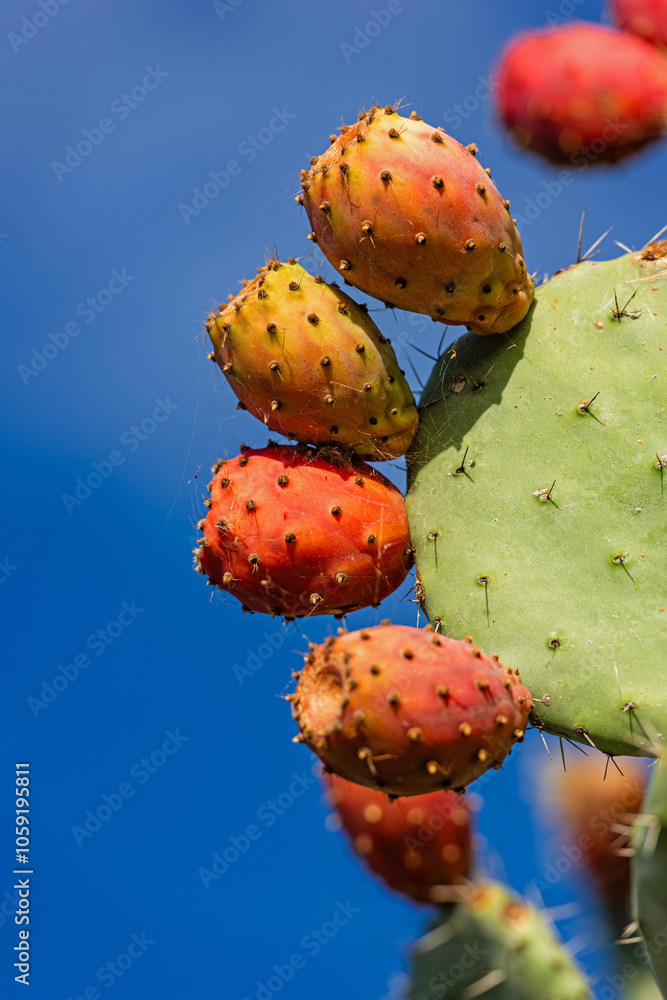 Ripe figs on the prickly pear cactus, Sardinia, Italy Ripe figs on the prickly pear cactus, Sardinia, Italy