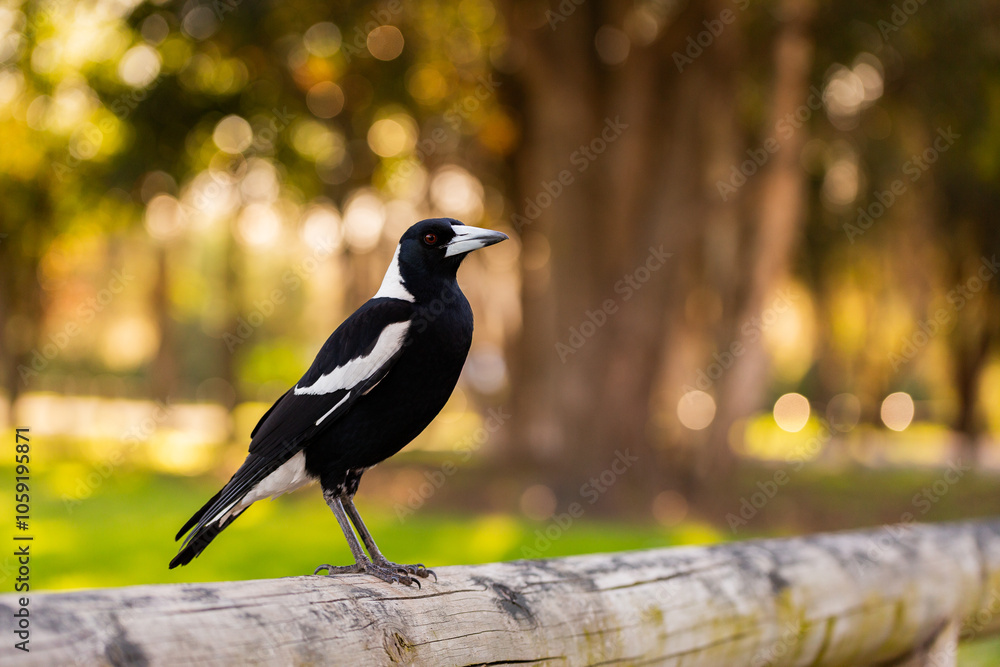 Australian magpie bird perched on wooden park railing with bokeh copy space Australian magpie bird perched on wooden park railing with bokeh copy space