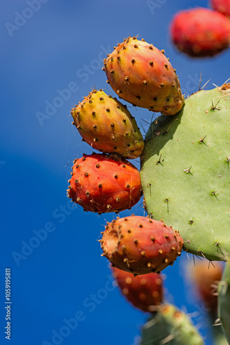Fotografie Ripe figs on the prickly pear cactus, Sardinia, Italy