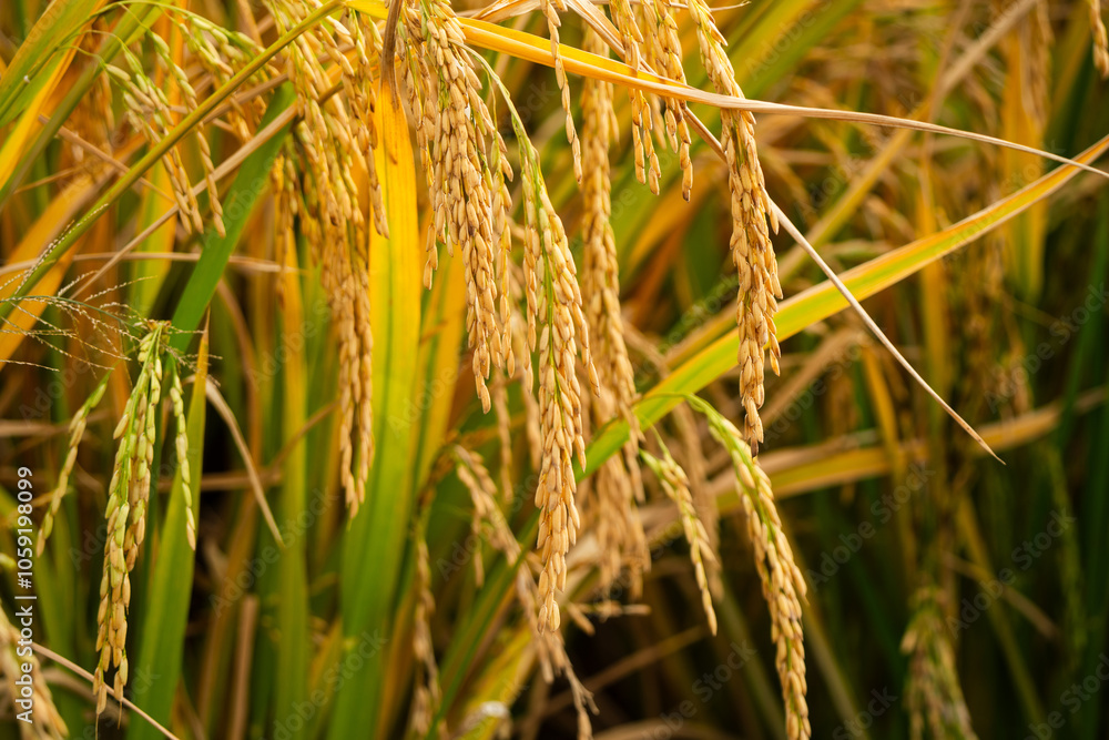 Autumn Harvest Season Golden Rice Fields Rice