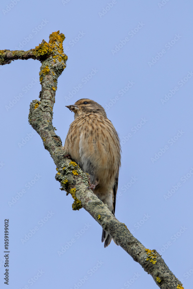 Female Linnet (Linaria cannabina) – Commonly found in grasslands, spotted at Turvey Nature Reserve, Dublin Female Linnet (Linaria cannabina) – Commonly found in grasslands, spotted at Turvey Nature Reserve, Dublin