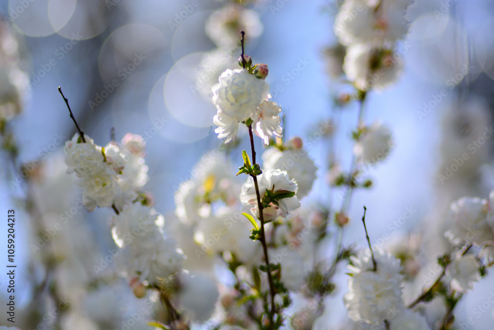 A dense cluster of white prunus blossoms on thin branches on ornamental bush A dense cluster of white prunus blossoms on thin branches on ornamental bush