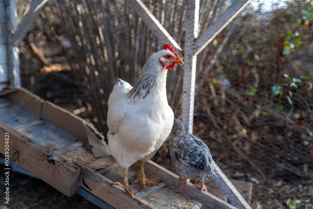 white hen in a chicken coop. close up white hen in a chicken coop. close up