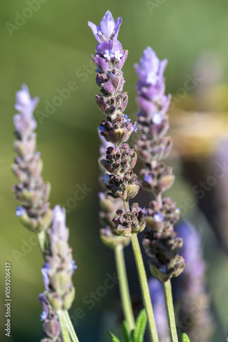 Fleurs de lavande papillon