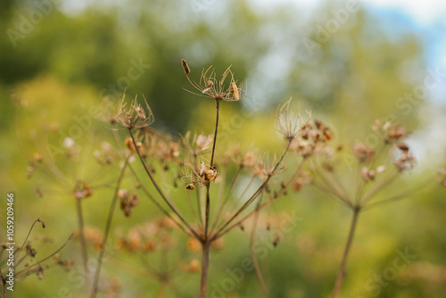 flowers in the field